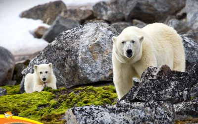 Unveiling Svalbard: A Must-Visit Arctic Travel Destination for Adventurers